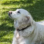 Cztery Katy - Przyjazne Zwierzetom, Bezplatne Rowery, Katy Rybackie, Bezplatny Meleks * Kąty Rybackie